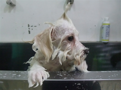 ビションフリーゼ こいぬ情報 子犬情報 仔犬情報 東京 文京区 駒込 フントヒュッテ hundehutte トリミングサロン ビションカット アフロ おにぎりヘアー 93.jpg