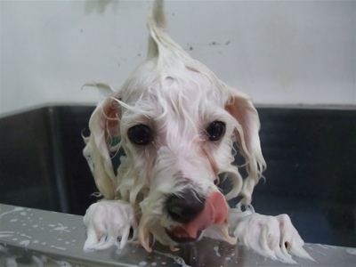 ビションフリーゼ こいぬ情報 子犬情報 仔犬情報 東京 文京区 駒込 フントヒュッテ hundehutte トリミングサロン ビションカット アフロ おにぎりヘアー 94.jpg