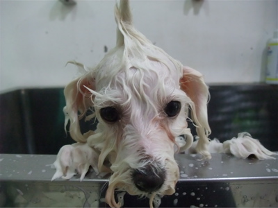 ビションフリーゼ こいぬ情報 子犬情報 仔犬情報 東京 文京区 駒込 フントヒュッテ hundehutte トリミングサロン ビションカット アフロ おにぎりヘアー 95.jpg