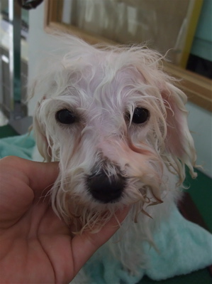 ビションフリーゼ こいぬ情報 子犬情報 仔犬情報 東京 文京区 駒込 フントヒュッテ hundehutte トリミングサロン ビションカット アフロ おにぎりヘアー 96.jpg