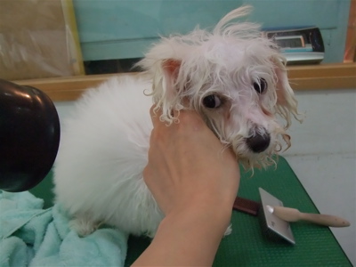 ビションフリーゼ こいぬ情報 子犬情報 仔犬情報 東京 文京区 駒込 フントヒュッテ hundehutte トリミングサロン ビションカット アフロ おにぎりヘアー 97.jpg