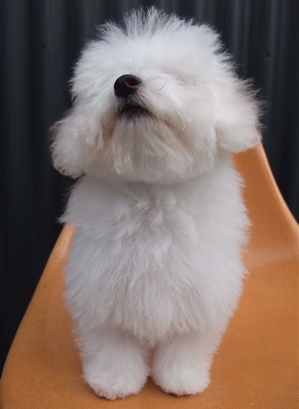 ビションフリーゼ こいぬ情報 子犬情報 仔犬情報 東京 文京区 駒込 フントヒュッテ hundehutte トリミングサロン ビションカット アフロ おにぎりヘアー 98.jpg
