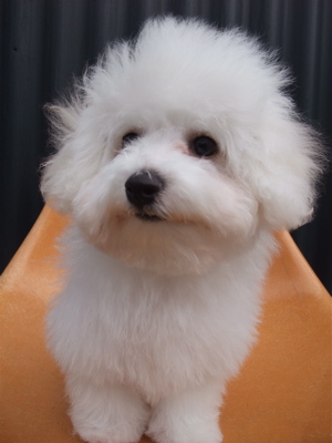 ビションフリーゼ こいぬ情報 子犬情報 仔犬情報 東京 文京区 駒込 フントヒュッテ hundehutte トリミングサロン ビションカット アフロ おにぎりヘアー 100.jpg