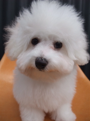 ビションフリーゼ こいぬ情報 子犬情報 仔犬情報 東京 文京区 駒込 フントヒュッテ hundehutte トリミングサロン ビションカット アフロ おにぎりヘアー 101.jpg