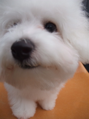 ビションフリーゼ こいぬ情報 子犬情報 仔犬情報 東京 文京区 駒込 フントヒュッテ hundehutte トリミングサロン ビションカット アフロ おにぎりヘアー 102.jpg