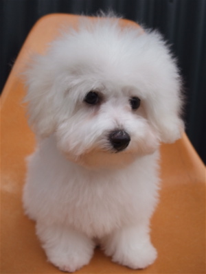 ビションフリーゼ こいぬ情報 子犬情報 仔犬情報 東京 文京区 駒込 フントヒュッテ hundehutte トリミングサロン ビションカット アフロ おにぎりヘアー 103.jpg