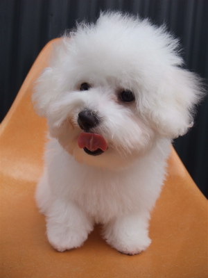 ビションフリーゼ こいぬ情報 子犬情報 仔犬情報 東京 文京区 駒込 フントヒュッテ hundehutte トリミングサロン ビションカット アフロ おにぎりヘアー 104.jpg