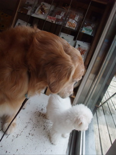 ビションフリーゼ こいぬ情報 子犬情報 仔犬情報 東京 文京区 駒込 フントヒュッテ トリミングサロン ビションカット ゴールデン・レトリーバー 3.jpg