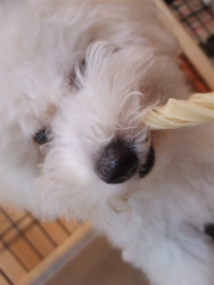 わんわん 国産 牛皮ガムツイスト ホワイトガム フントヒュッテ hundehutte トリミングサロン 東京 文京区 犬おやつ わんちゃんのおやつ ビションフリーゼ 2.jpg