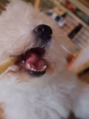 わんわん 国産 牛皮ガムツイスト ホワイトガム フントヒュッテ hundehutte トリミングサロン 東京 文京区 犬おやつ わんちゃんのおやつ ビションフリーゼ 4.jpg