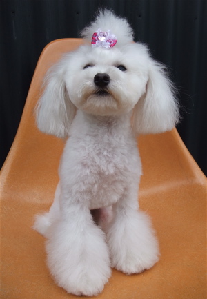 トイ・プードル トイプー トリミング カット シャンプー フントヒュッテ hundehutte 東京 文京区 駒込 トリミングサロン テディベア トップノット 4.jpg