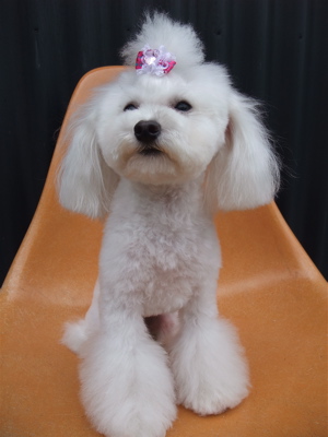 トイ・プードル トイプー トリミング カット シャンプー フントヒュッテ hundehutte 東京 文京区 駒込 トリミングサロン テディベア トップノット 5.jpg