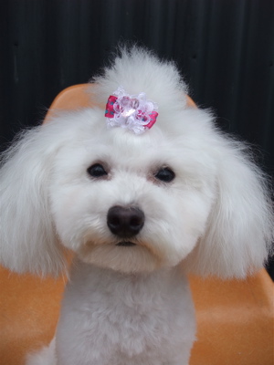 トイ・プードル トイプー トリミング カット シャンプー フントヒュッテ hundehutte 東京 文京区 駒込 トリミングサロン テディベア トップノット 6.jpg