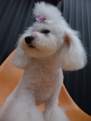 トイ・プードル トイプー トリミング カット シャンプー フントヒュッテ hundehutte 東京 文京区 駒込 トリミングサロン テディベア トップノット 3.jpg