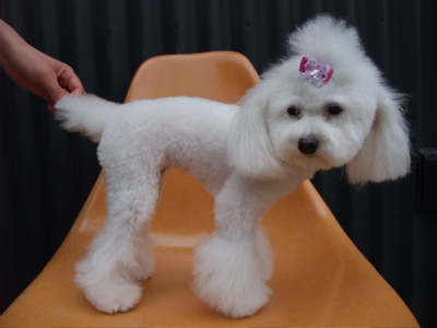 トイ・プードル トイプー トリミング カット シャンプー フントヒュッテ hundehutte 東京 文京区 駒込 トリミングサロン テディベア トップノット 7.jpg
