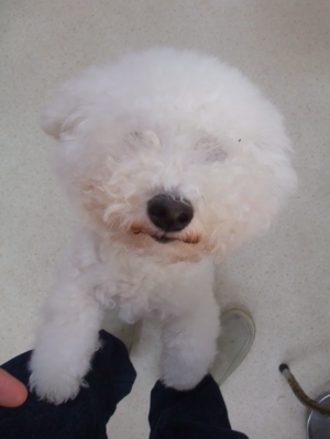 ビションフリーゼ こいぬ情報 子犬情報 仔犬情報 東京 文京区 フントヒュッテ トリミングサロン ビションカット アフロ カラー 首輪 ハーネス リード 2.jpg