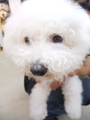 ビションフリーゼ こいぬ情報 子犬情報 仔犬情報 東京 文京区 フントヒュッテ トリミングサロン ビションカット アフロ カラー 首輪 ハーネス リード 3.jpg