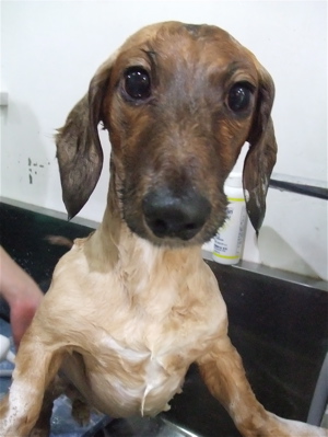 ダックスフンド トリミング カット シャンプー 部分カット こいぬ 子犬 仔犬 フントヒュッテ 東京 文京区 トリミングサロン 首輪 リード ハーネス 1.jpg
