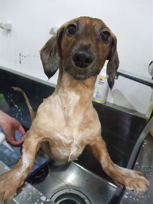 ダックスフンド トリミング カット シャンプー 部分カット こいぬ 子犬 仔犬 フントヒュッテ 東京 文京区 トリミングサロン 首輪 リード ハーネス 2.jpg