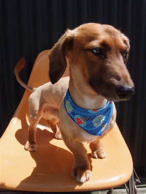 ダックスフンド トリミング カット シャンプー 部分カット こいぬ 子犬 仔犬 フントヒュッテ 東京 文京区 トリミングサロン 首輪 リード ハーネス 3.jpg