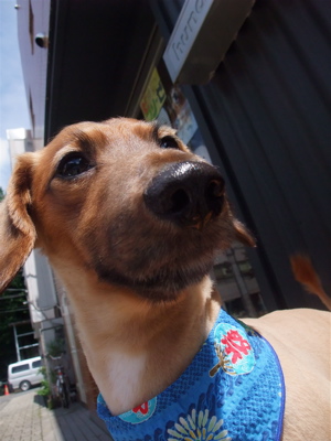 ダックスフンド トリミング カット シャンプー 部分カット こいぬ 子犬 仔犬 フントヒュッテ 東京 文京区 トリミングサロン 首輪 リード ハーネス 4.jpg