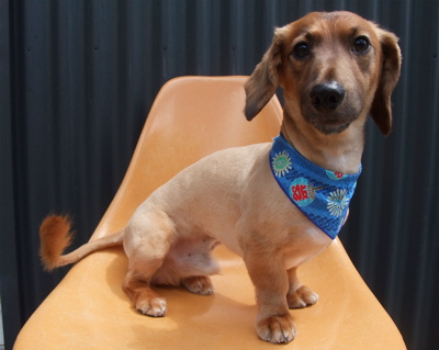 ダックスフンド トリミング カット シャンプー 部分カット こいぬ 子犬 仔犬 フントヒュッテ 東京 文京区 トリミングサロン 首輪 リード ハーネス 6.jpg