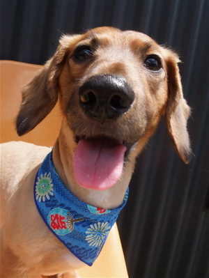 ダックスフンド トリミング カット シャンプー 部分カット こいぬ 子犬 仔犬 フントヒュッテ 東京 文京区 トリミングサロン 首輪 リード ハーネス 7.jpg