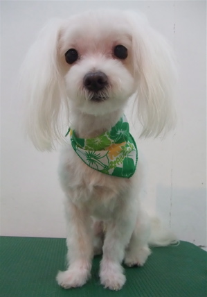 マルチーズ トリミング カット シャンプー 老犬 こいぬ 子犬 仔犬 フントヒュッテ 東京 文京区 トリミングサロン 首輪 カラー リード ハーネス 2.jpg
