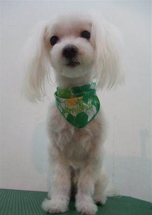 マルチーズ トリミング カット シャンプー 老犬 こいぬ 子犬 仔犬 フントヒュッテ 東京 文京区 トリミングサロン 首輪 カラー リード ハーネス 3.jpg