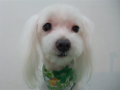 マルチーズ トリミング カット シャンプー 老犬 こいぬ 子犬 仔犬 フントヒュッテ 東京 文京区 トリミングサロン 首輪 カラー リード ハーネス 4.jpg
