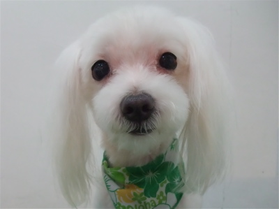 マルチーズ トリミング カット シャンプー 老犬 こいぬ 子犬 仔犬 フントヒュッテ 東京 文京区 トリミングサロン 首輪 カラー リード ハーネス 5.jpg