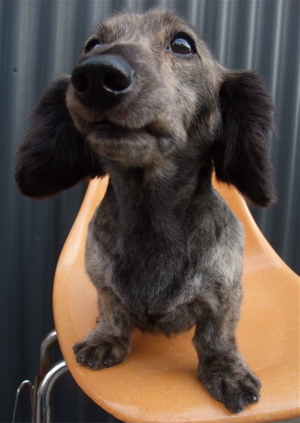 ダックスフンド トリミング シャンプー カット サマーカット フントヒュッテ 東京 文京区 トリミングサロン こいぬ 子犬 首輪 リード ハーネス 1.jpg