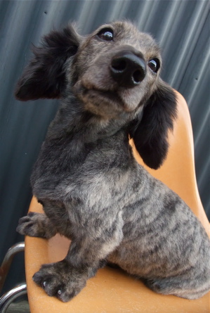 ダックスフンド トリミング シャンプー カット サマーカット フントヒュッテ 東京 文京区 トリミングサロン こいぬ 子犬 首輪 リード ハーネス 2.jpg