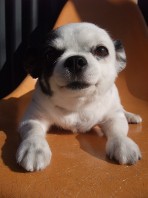 チワワ トリミング シャンプー カット サマーカット フントヒュッテ hundehutte 東京 文京区 トリミングサロン こいぬ 子犬 仔犬 首輪 リード ハーネス 1.jpg