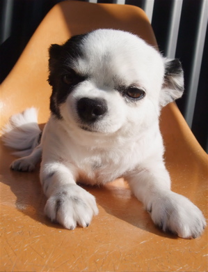 チワワ トリミング シャンプー カット サマーカット フントヒュッテ hundehutte 東京 文京区 トリミングサロン こいぬ 子犬 仔犬 首輪 リード ハーネス 3.jpg