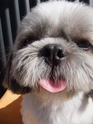 シー・ズー トリミング シャンプー カット フントヒュッテ hundehutte 東京 文京区 トリミングサロン こいぬ 子犬 仔犬 首輪 リード ハーネス カラー 1.jpg
