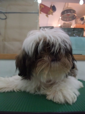 シー・ズー 初めてのトリミング トリミング シャンプー カット フントヒュッテ hundehutte 東京 文京区 トリミングサロン こいぬ 子犬 首輪 リード 1.jpg