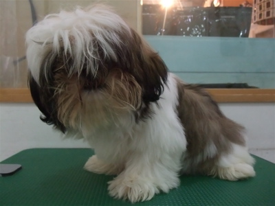 シー・ズー 初めてのトリミング トリミング シャンプー カット フントヒュッテ hundehutte 東京 文京区 トリミングサロン こいぬ 子犬 首輪 リード 2.jpg