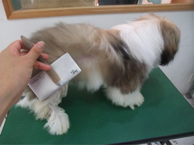 シー・ズー 初めてのトリミング トリミング シャンプー カット フントヒュッテ hundehutte 東京 文京区 トリミングサロン こいぬ 子犬 首輪 リード 7.jpg