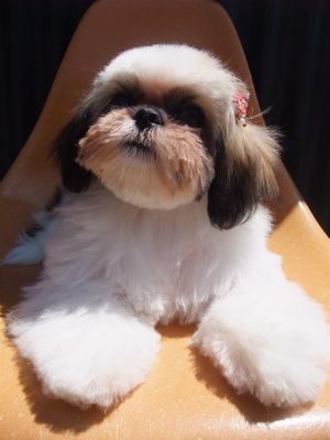 シー・ズー 初めてのトリミング トリミング シャンプー カット フントヒュッテ hundehutte 東京 文京区 トリミングサロン こいぬ 子犬 首輪 リード 8.jpg