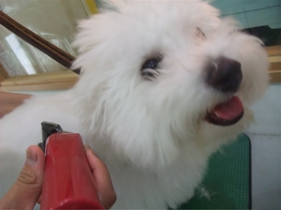 ビションフリーゼ トリミング カット シャンプー ビションカット こいぬ 子犬 仔犬 フントヒュッテ 東京 文京区 トリミングサロン ハーブパック 2.jpg