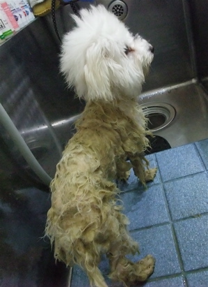 ビションフリーゼ トリミング カット シャンプー ビションカット こいぬ 子犬 仔犬 フントヒュッテ 東京 文京区 トリミングサロン ハーブパック 4.jpg