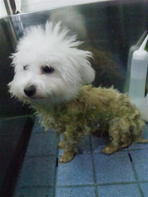 ビションフリーゼ トリミング カット シャンプー ビションカット こいぬ 子犬 仔犬 フントヒュッテ 東京 文京区 トリミングサロン ハーブパック 7.jpg