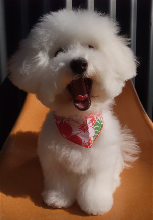ビションフリーゼ トリミング カット シャンプー ビションカット こいぬ 子犬 仔犬 フントヒュッテ 東京 文京区 トリミングサロン ハーブパック 9.jpg