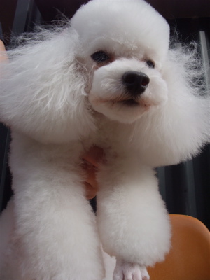 トイ・プードル トイプー トリミング カット パジャマ・ダッチ・クリップ マスタッシュ フントヒュッテ hundehutte 東京 文京区 トリミングサロン 2.jpg