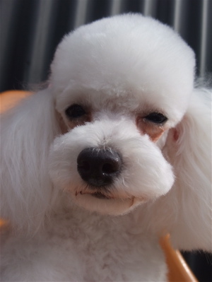 トイ・プードル トイプー トリミング カット パジャマ・ダッチ・クリップ マスタッシュ フントヒュッテ hundehutte 東京 文京区 トリミングサロン 4.jpg