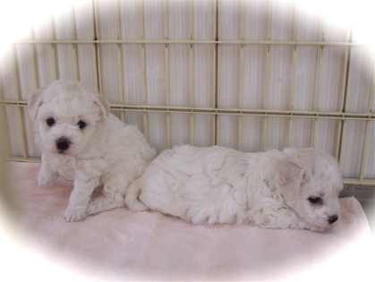 ビションフリーゼ赤ちゃんあかちゃん出産 ビションフリーゼこいぬ仔犬子犬 ビションフリーゼブリーダー フントヒュッテ 東京 文京区 トリミングサロン d.jpg