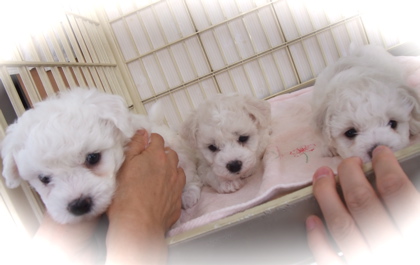 ビションフリーゼ赤ちゃんあかちゃん出産 ビションフリーゼこいぬ仔犬子犬 ビションフリーゼブリーダー フントヒュッテ 東京 文京区 トリミングサロン e.jpg
