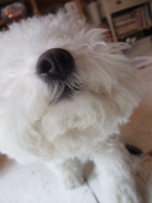 ビションカットアフロカットおにぎりヘアービションフリーゼ赤ちゃんあかちゃん子犬こいぬ仔犬ブリーダー出産フントヒュッテ東京文京区トリミングサロンhundehutte-1.jpg