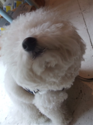 ビションカットアフロカットおにぎりヘアービションフリーゼ赤ちゃんあかちゃん子犬こいぬ仔犬ブリーダー出産フントヒュッテ東京文京区トリミングサロンhundehutte-2.jpg